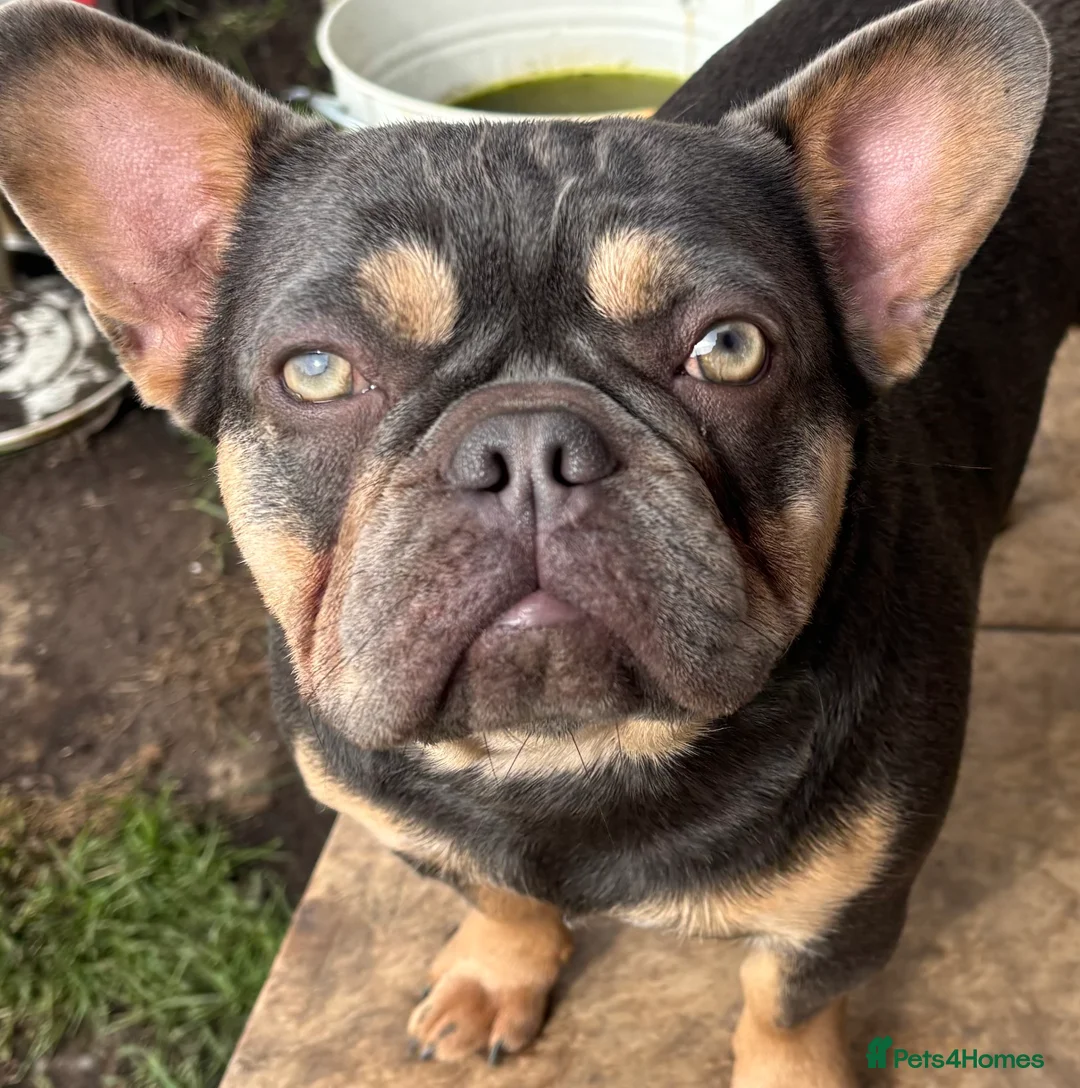 French Bulldog dogs for sale: French bulldogs pink and fluffy carriers - Advert 2