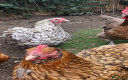 Chickens poultry for sale: Beautiful Hens - Image 2