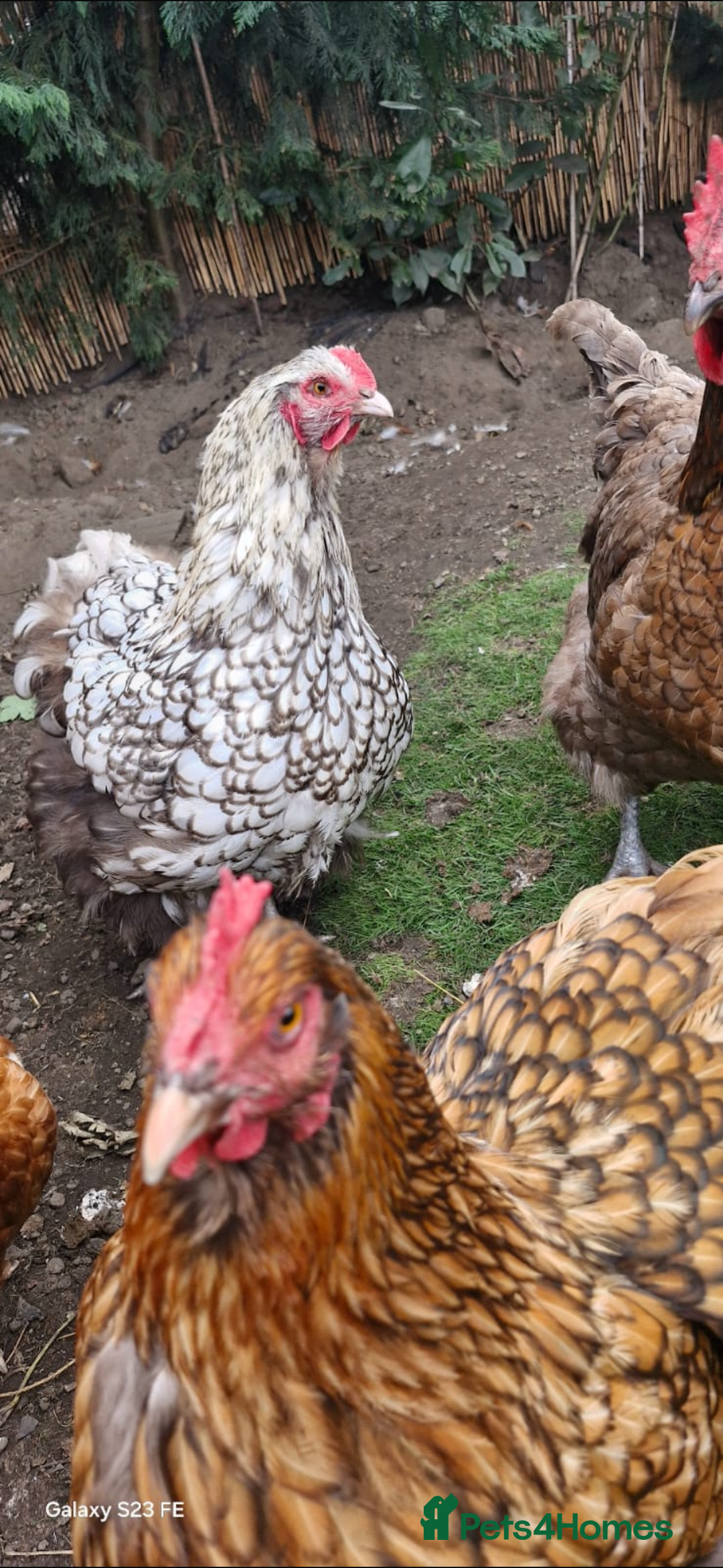 Chickens poultry for sale: Beautiful Hens - Image 2