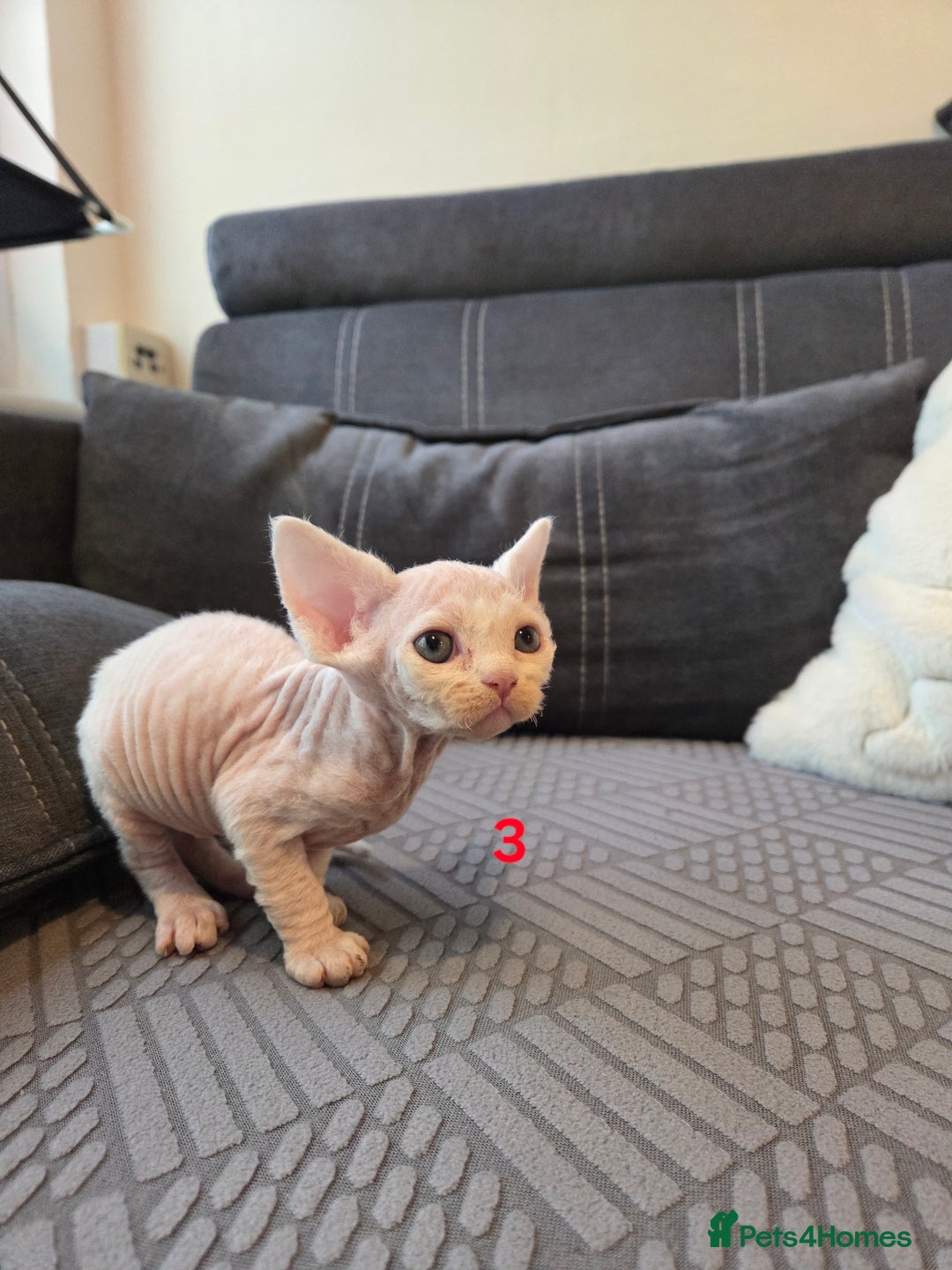 Devon Rex cats for sale: ✨ Beautiful Devon Rex Kittens – GCCF Registered ✨ - Advert 13