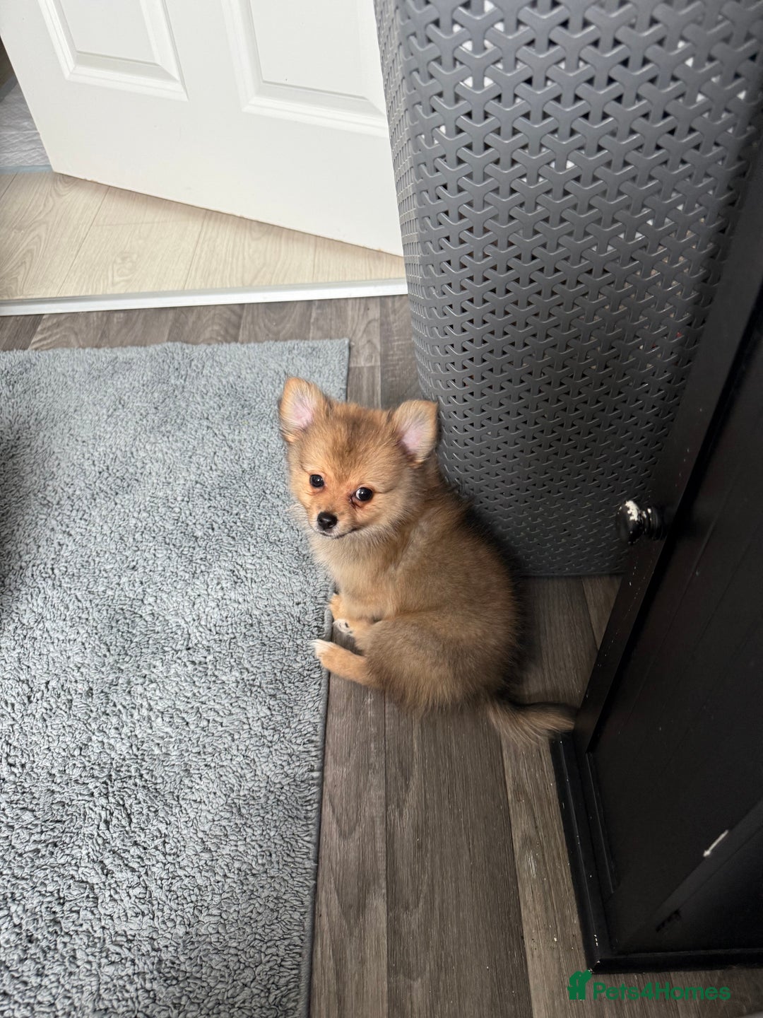 Pomeranian dogs for sale: 9 week old Miniature Pomeranian pup - Image 6