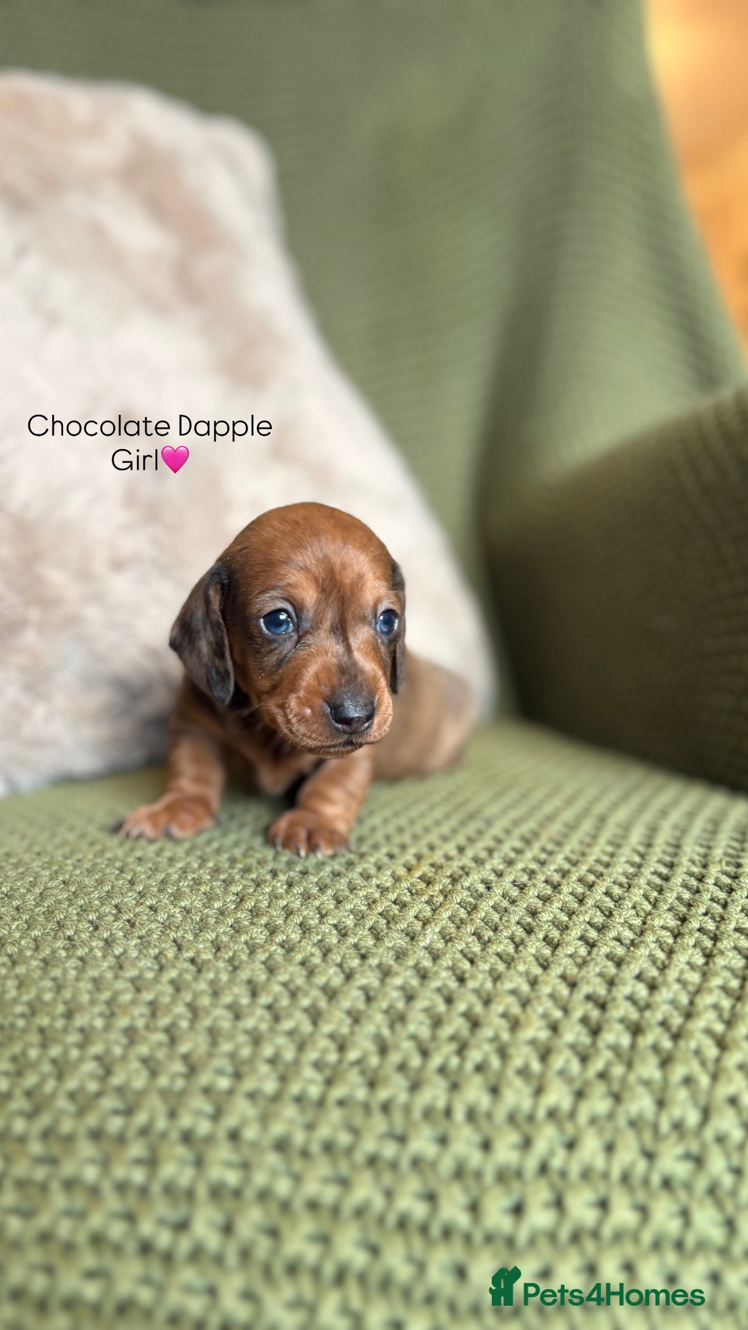 Miniature Dachshund dogs for sale: Smooth Haired Miniature Dachshunds - Advert 20