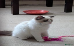 Ragdoll cats for sale: Kitty Ragdoll  - Image 8