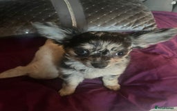 Chihuahua dogs for sale: Stunning pedigree Merle chihuahua pups  - Image 1