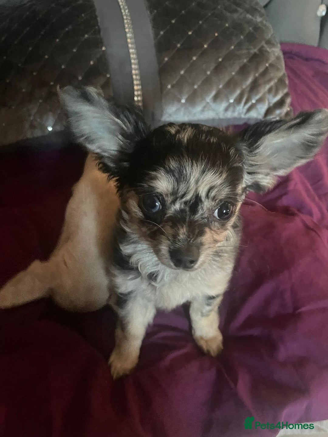Chihuahua dogs for sale: Stunning pedigree Merle chihuahua pups  - Image 1