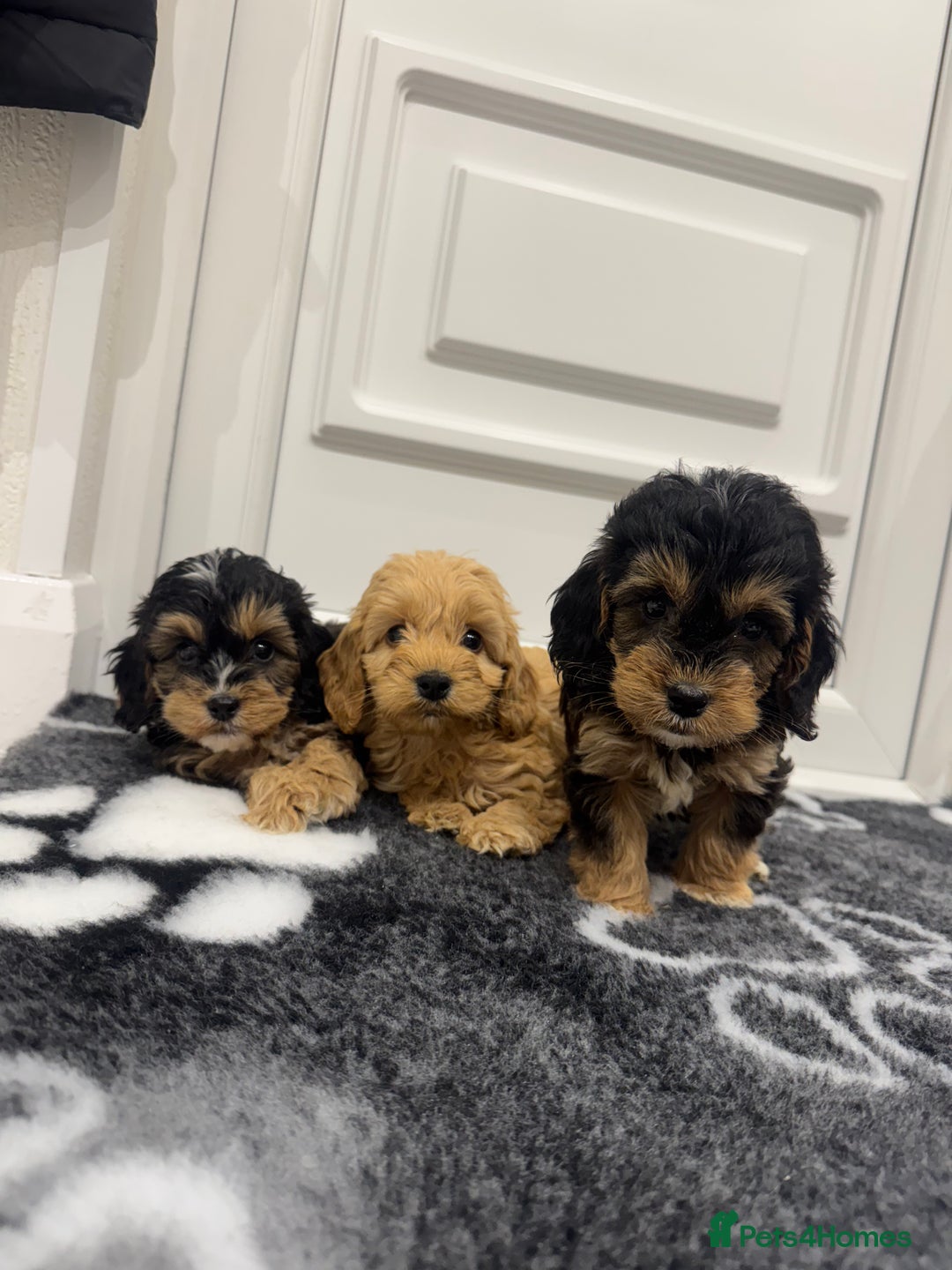 Cockapoo dogs for sale: F1 pra clear Cockapoos(council lincesed breeder) - Advert 9