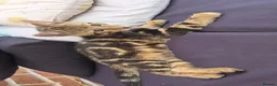Bengal cats for sale: Bengal Marble kitten male - Advert 2
