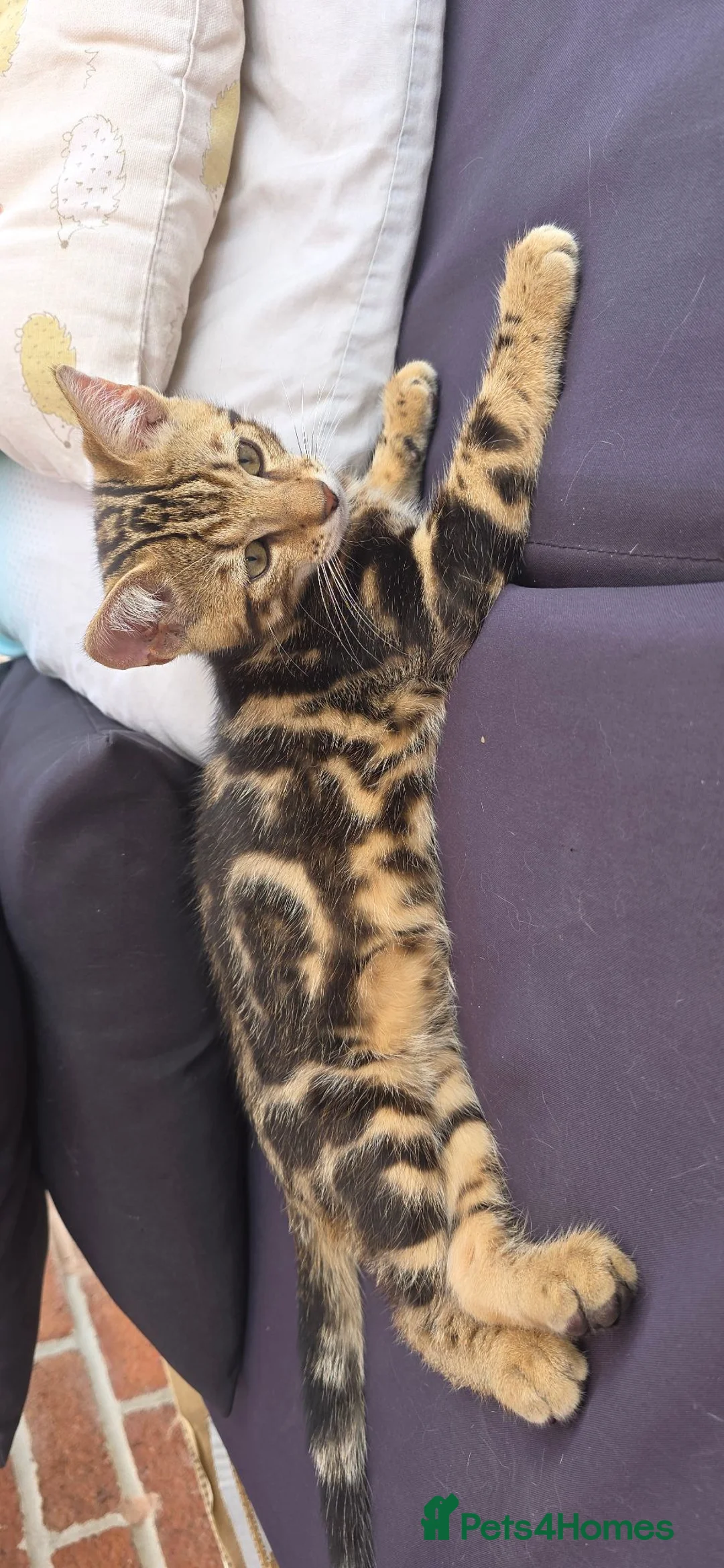 Bengal cats for sale: Bengal Marble kitten male - Advert 2