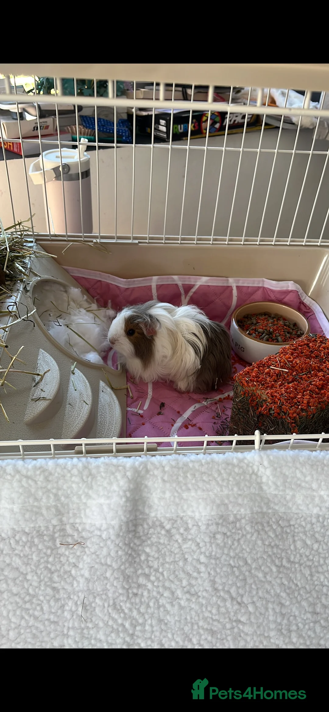 Guinea Pig rodents for sale: Pair female sheltie guinea pigs - Advert 4