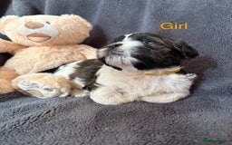 Shih Tzu dogs for sale: 6 beautiful shih tzu - Image 2