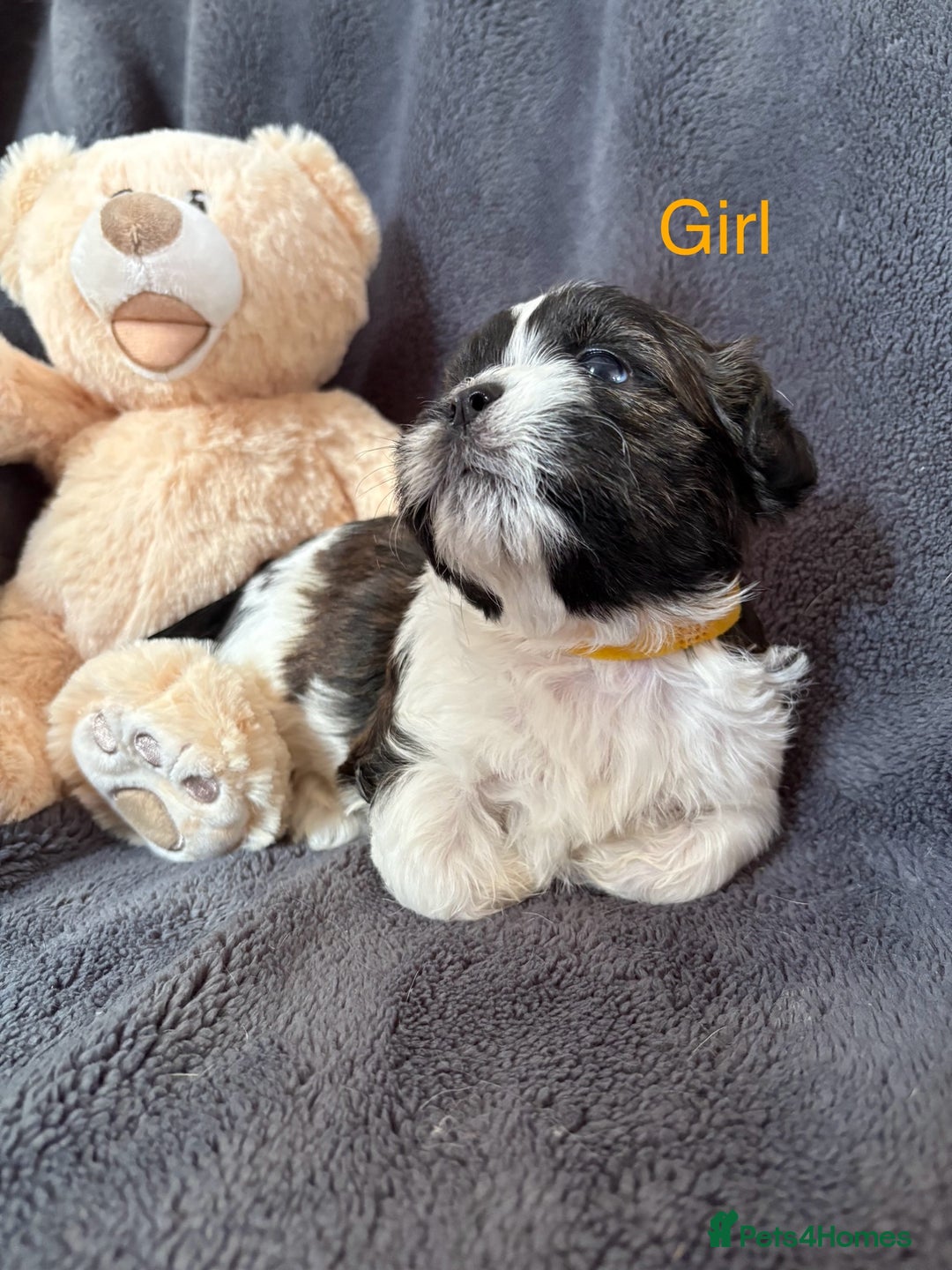Shih Tzu dogs for sale: 6 beautiful shih tzu - Image 2
