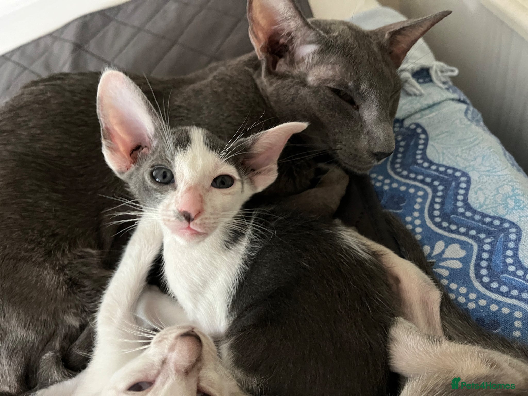 Oriental cats for sale: GCCF registered oriental shorthair kittens  - Advert 8