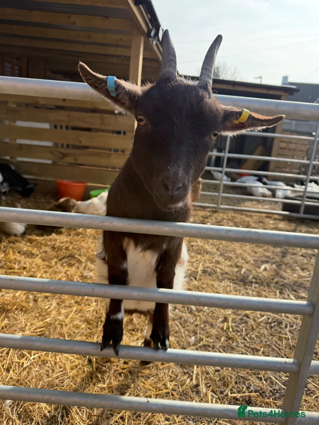 Goats livestock for sale: Pygmy goat nannie  - Advert 1