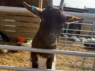 Goats livestock Pygmy goat nannie - Advert 16