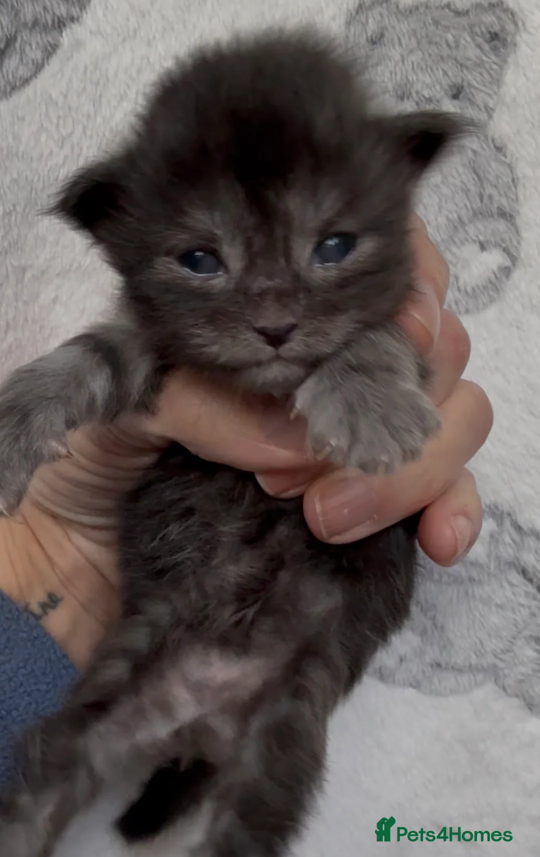 Maine Coon cats for sale: Stunning Maine Coon Kittens Unique Black Smokes - Advert 14