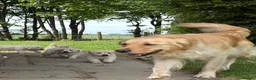 Golden Retriever dogs for sale: FULLY VACCINATED KC REG GOLDEN RETRIEVERS - Advert 20