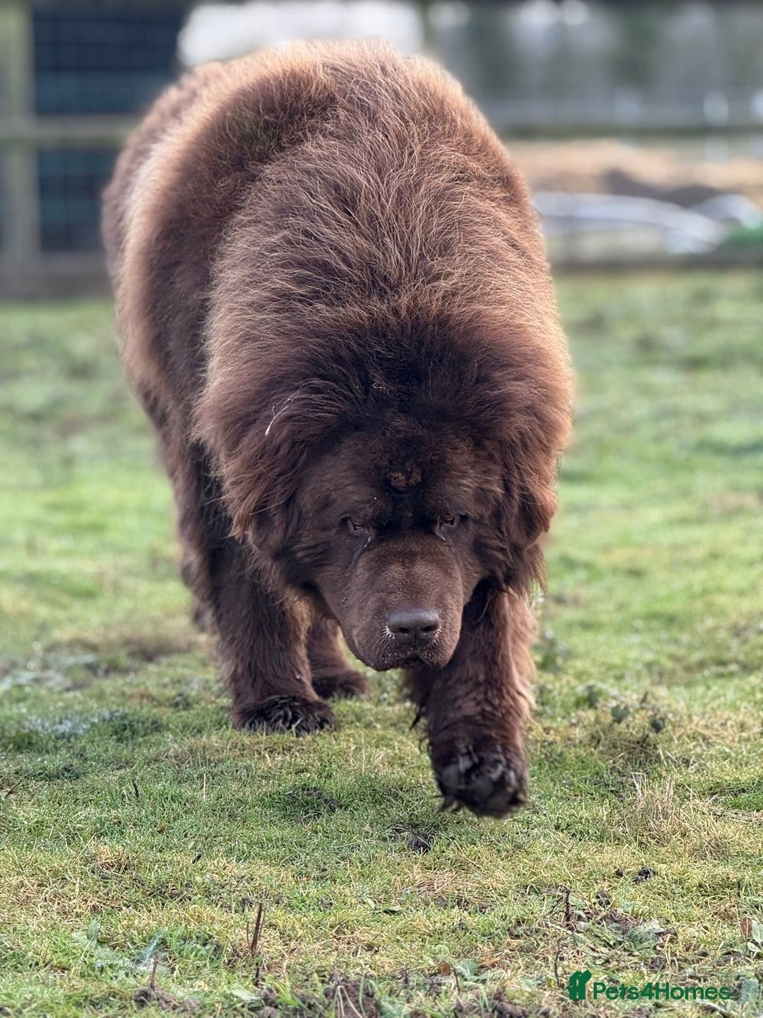 Newfoundland dogs for sale:  💙Do you have a heart big enough for this boy 💙 - Advert 8
