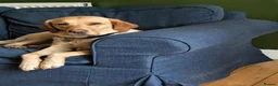 Labrador Retriever dogs for sale: Labrador Puppies  - Advert 1