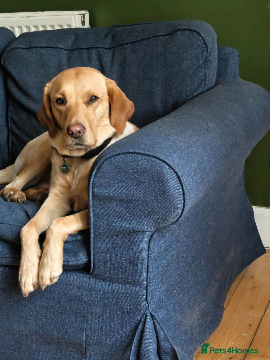 Labrador Retriever dogs for sale: Labrador Puppies  - Advert 1