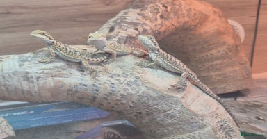 Bearded Dragon reptiles - Advert 9