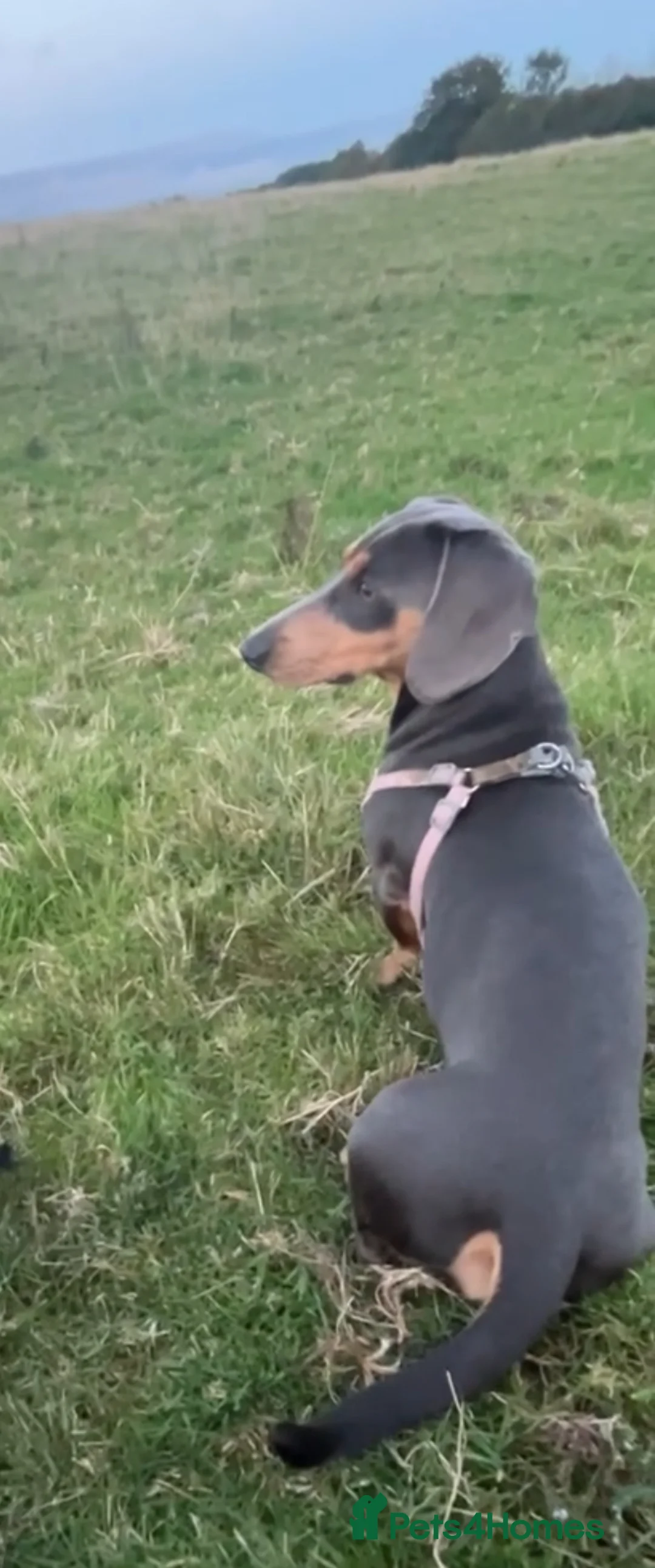 Miniature Dachshund dogs for stud: For stud - Advert 1