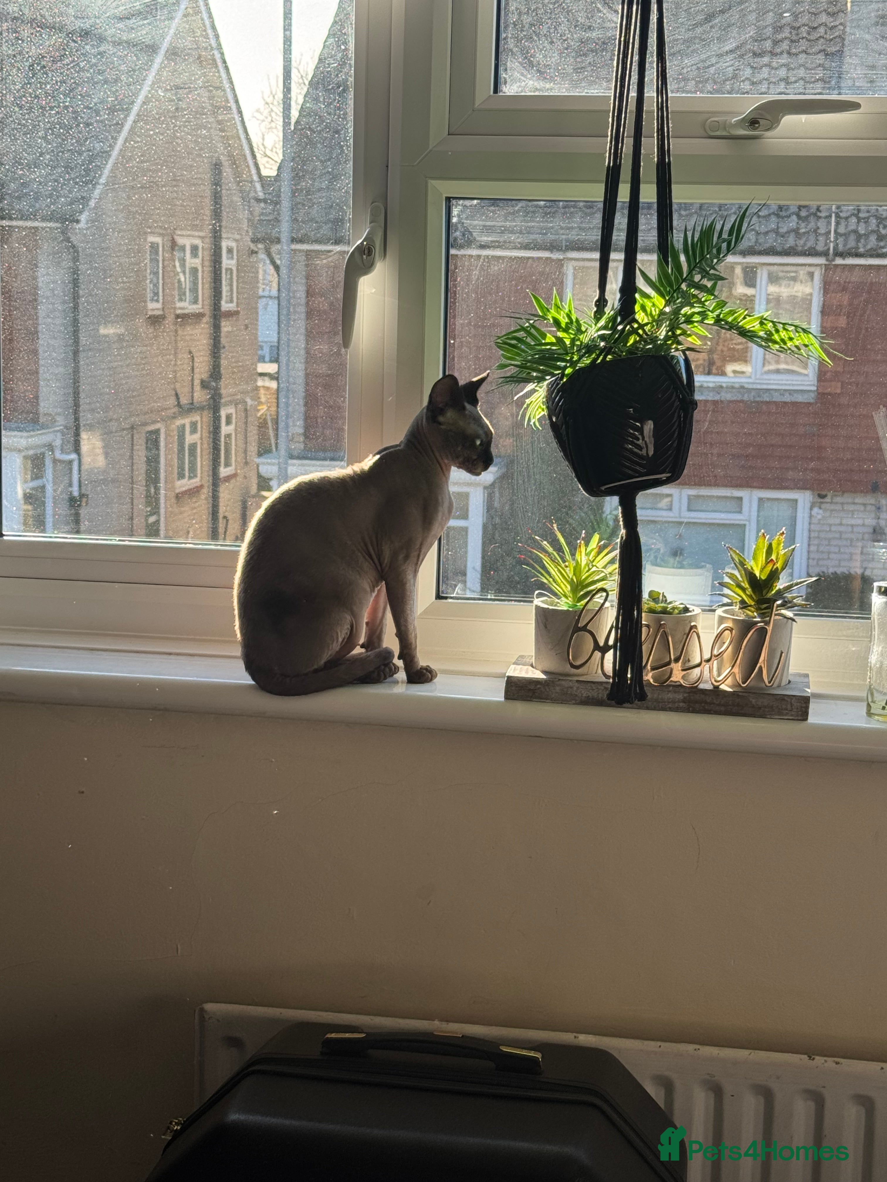 Sphynx cats 🐾 Sphynx Kitten for Sale 🐾 - Advert 2