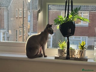 Sphynx cats 🐾 Sphynx Kitten for Sale 🐾 - Advert 2