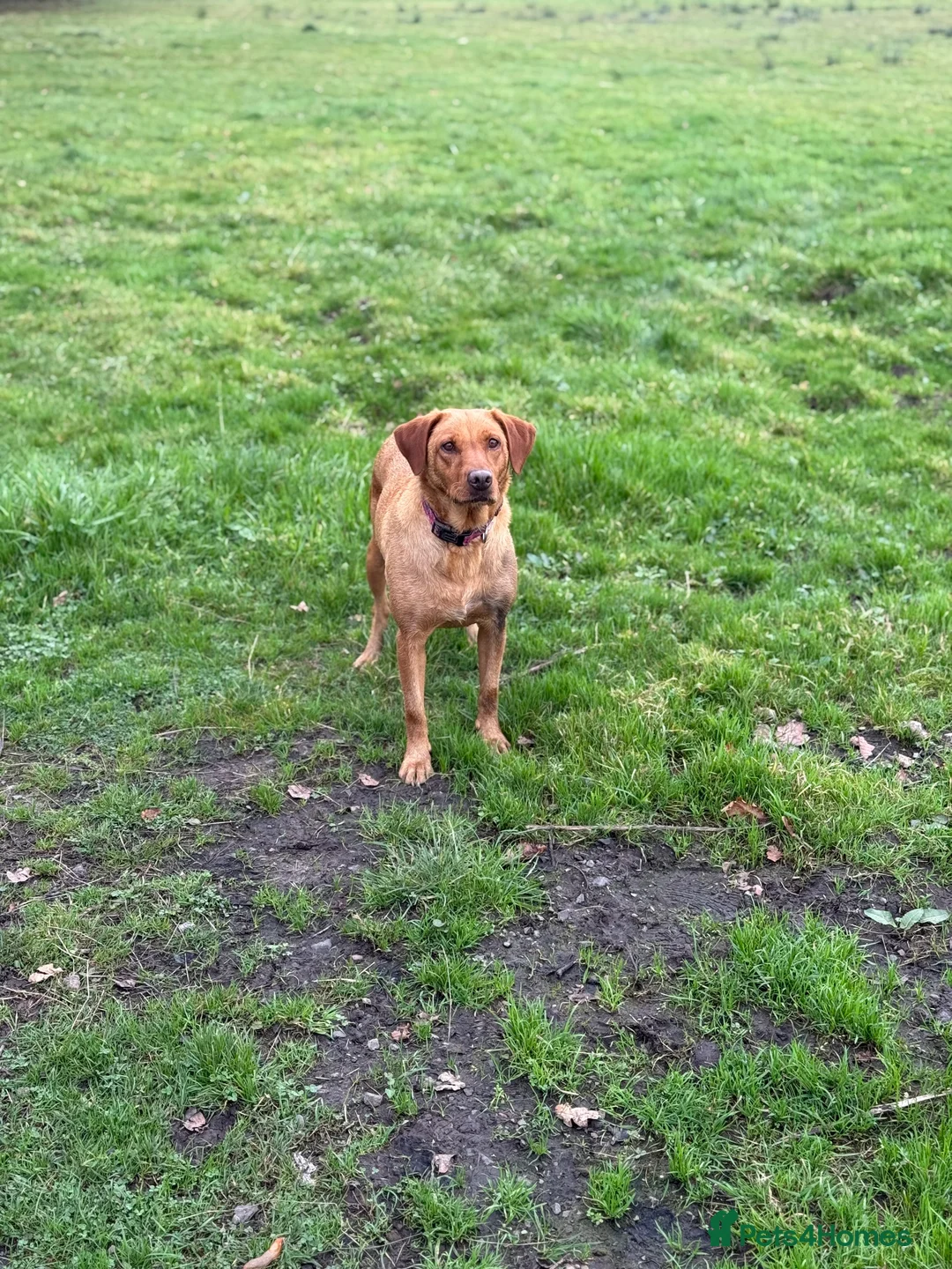 Labrador Retriever dogs for sale: Red fox Labrador girl for sale  in Carlisle - Advert 4