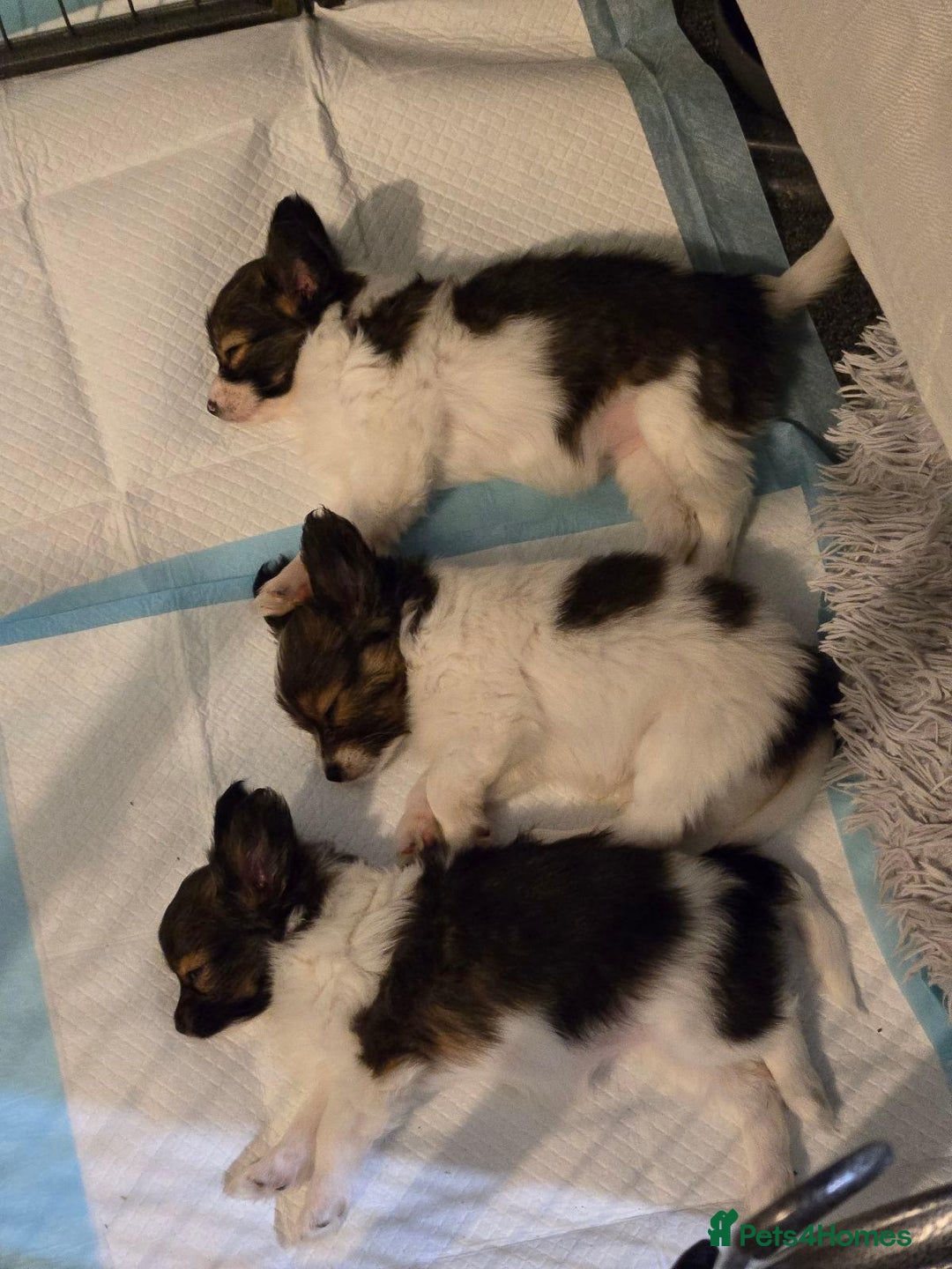 Papillon dogs for sale: Females and Male Cuddles Papillon Pups - Advert 1