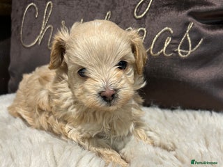 Maltipoo dogs Teeny tiny maltipoo babies 🧸 - Advert 3