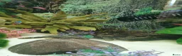 Other/Mixed Breed fish for sale: Full fishtank set up in Doncaster - Advert 6