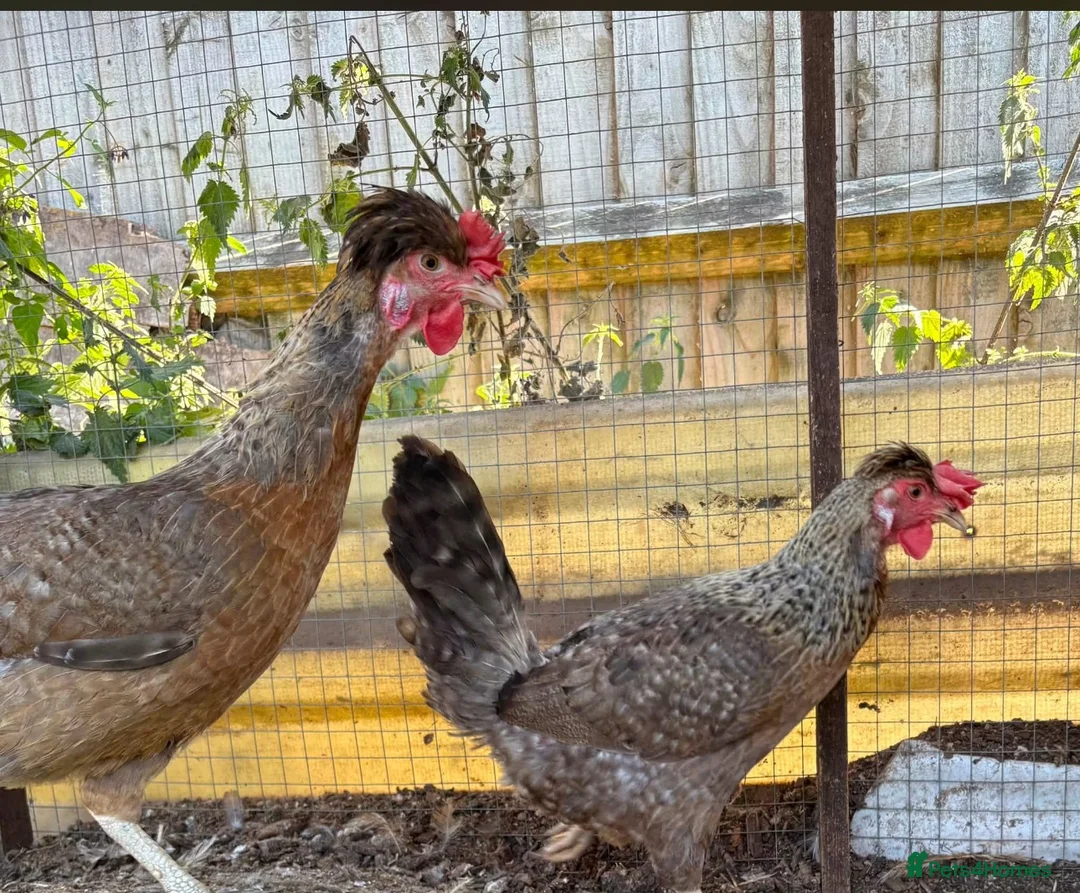 Chickens poultry for sale: Cream Legbar Hens - Advert 2