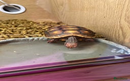 Tortoise reptiles for sale: Baby red foot tortoise  - Image 3