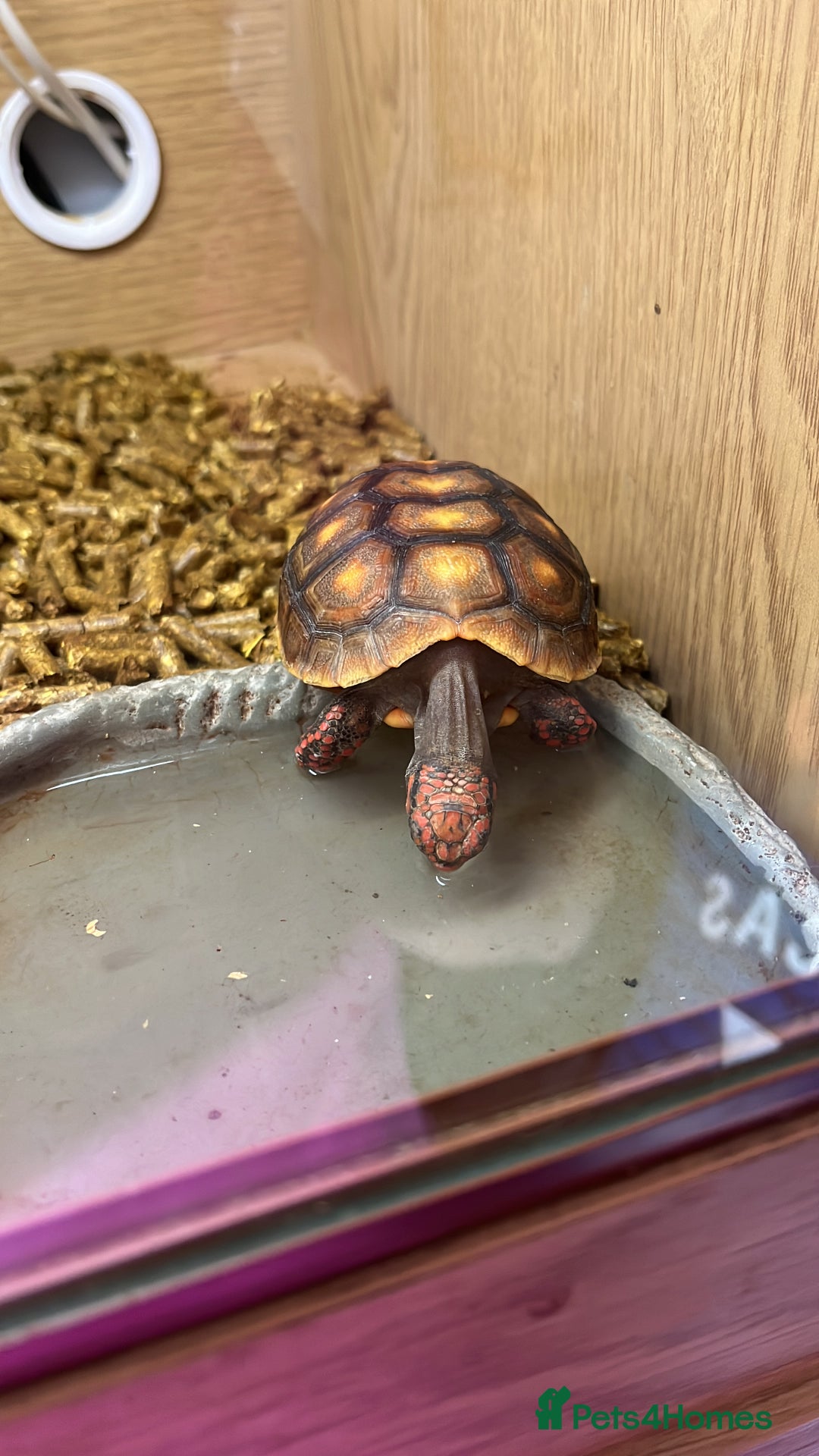 Tortoise reptiles for sale: Baby red foot tortoise  - Image 3