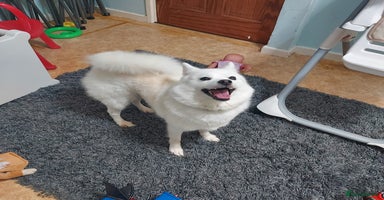 Mixed Breed dogs Pomskie female  - Advert 2