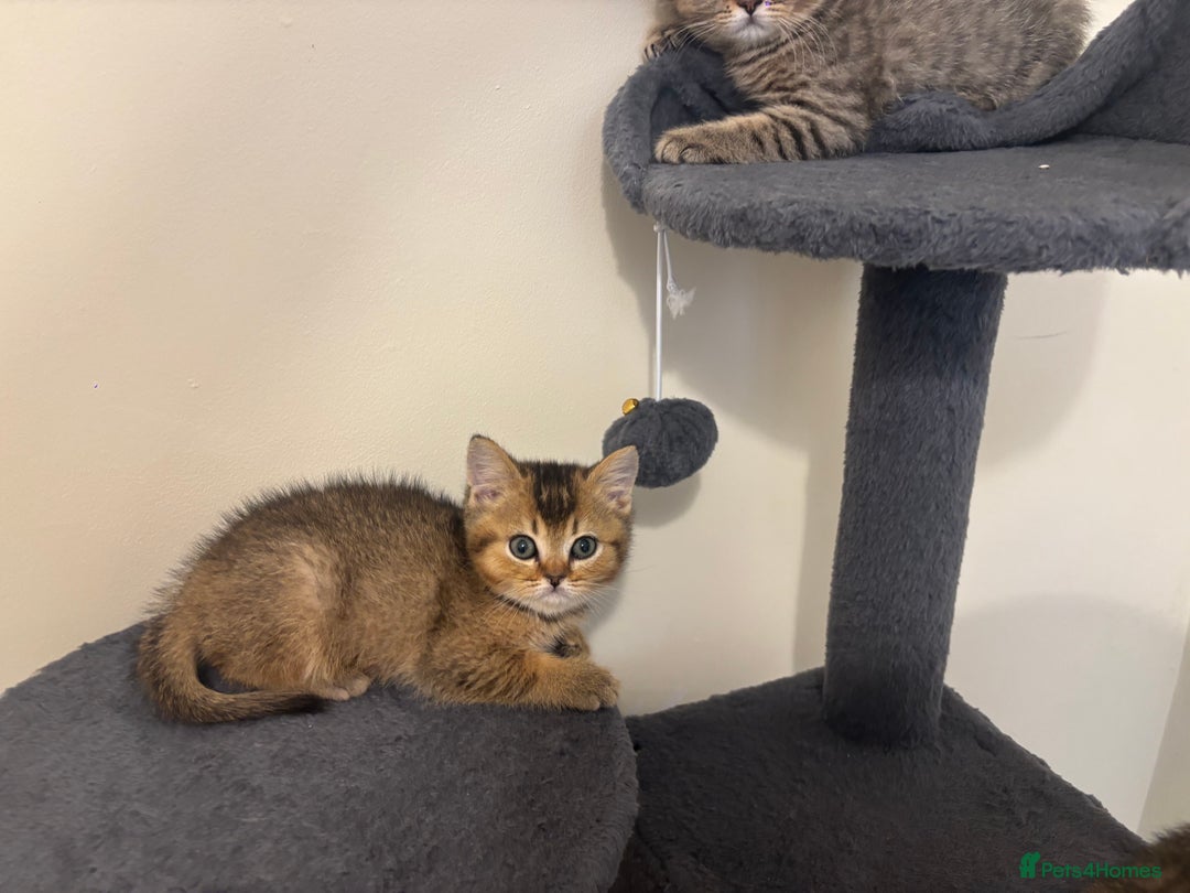 Brazilian Shorthair cats for sale: Last 2 gold tabby left ****READY TO GO ***** - Image 14