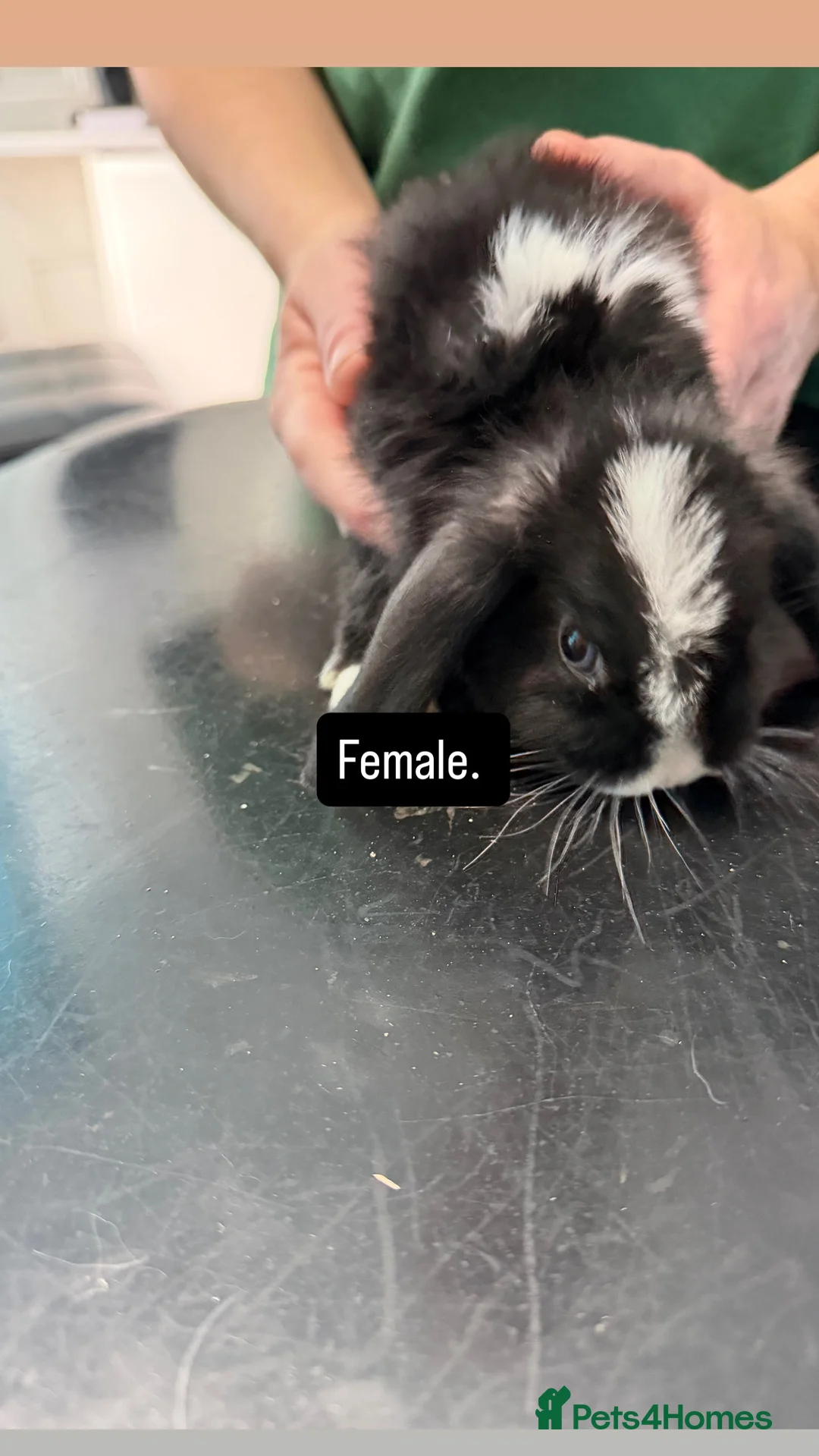 English Lop rabbits for sale: Lop rabbits for sale  - Advert 2