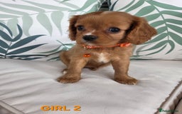 Cavalier King Charles Spaniel dogs for sale: Stunning Cavalier Puppies Ready2Go - Image 8