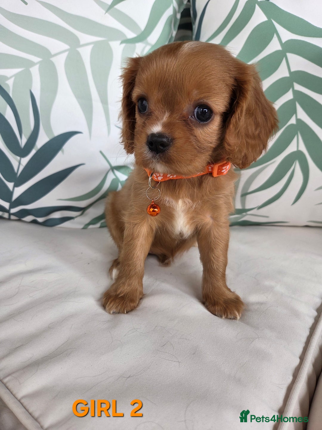 Cavalier King Charles Spaniel dogs for sale: Stunning Cavalier Puppies Ready2Go - Image 8