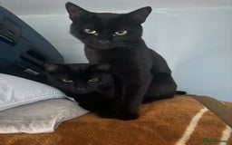 Bombay cats for sale: Two Loving Indoor Cats Looking for a Forever Home - Image 4