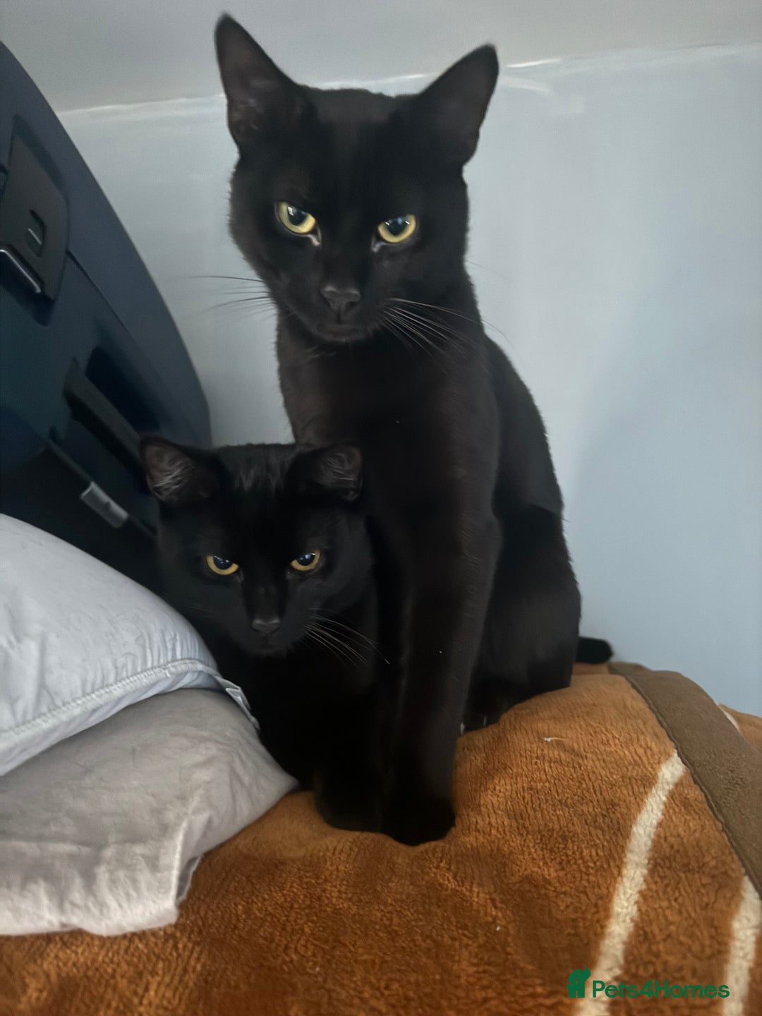 Bombay cats for sale: Two Loving Indoor Cats Looking for a Forever Home - Image 4