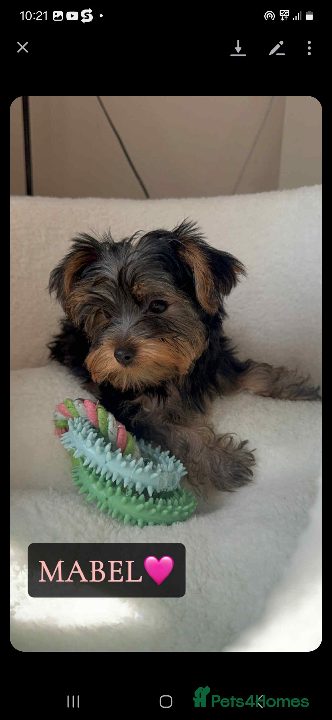 Yorkshire Terrier dogs for sale: Yorkshire Terrier Puppies - Image 8