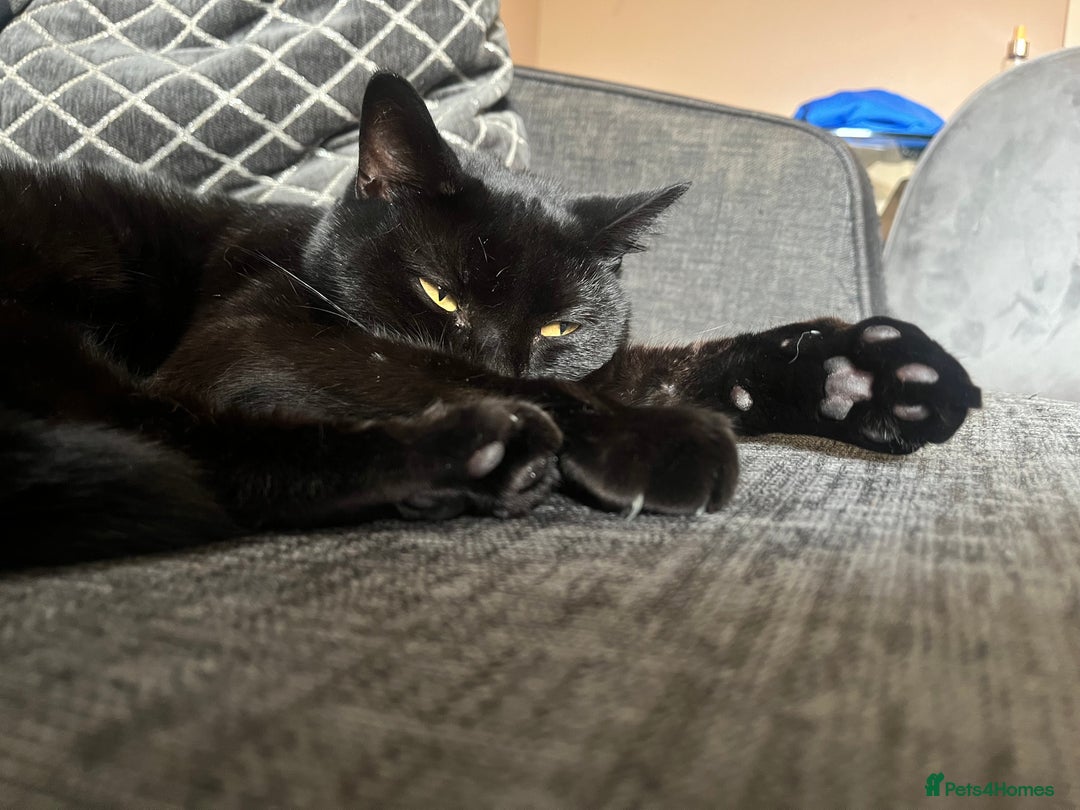 Bombay cats for sale: Beautiful cat for sale - Image 1