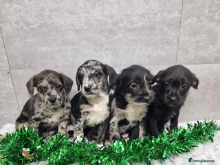 Mixed Breed dogs Frenchi /Mini Poodle Puppies First Gen ❤️ - Advert 4