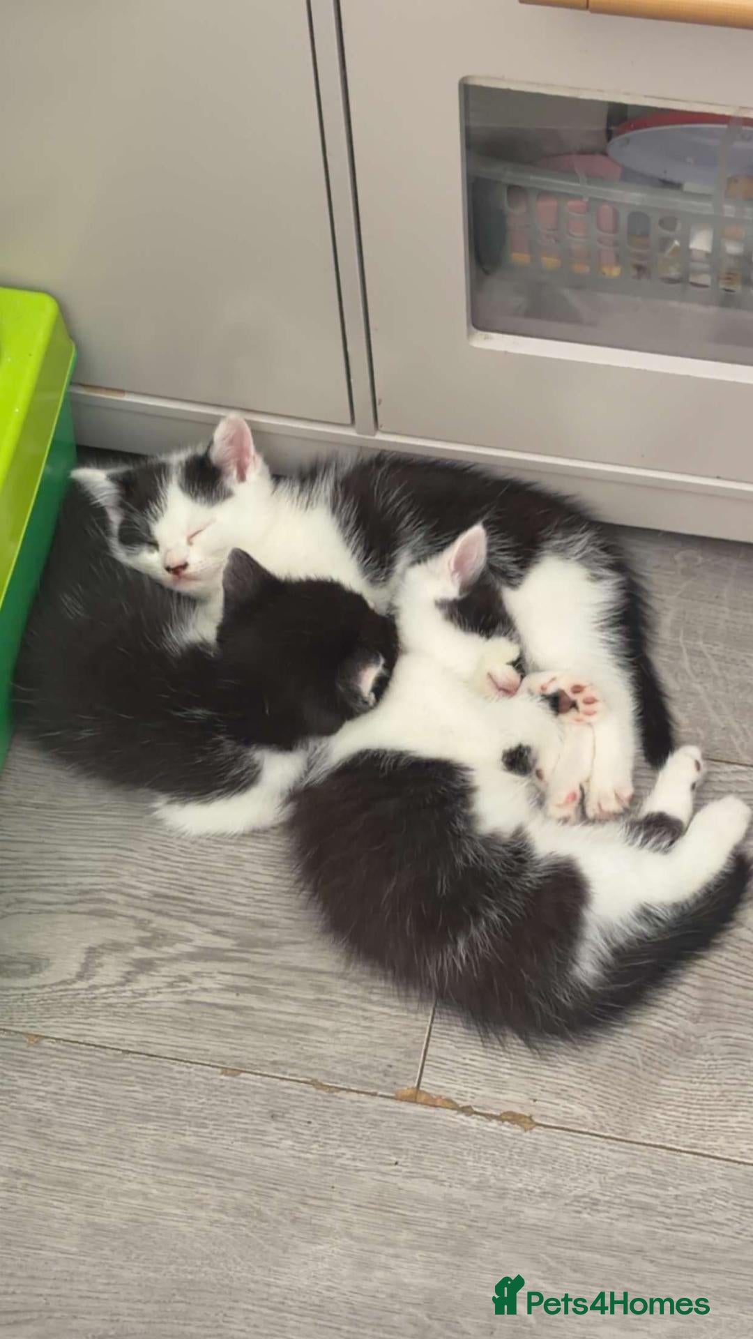 Mixed Breed cats Very soft, fluffy, sociable kittens - Advert 20