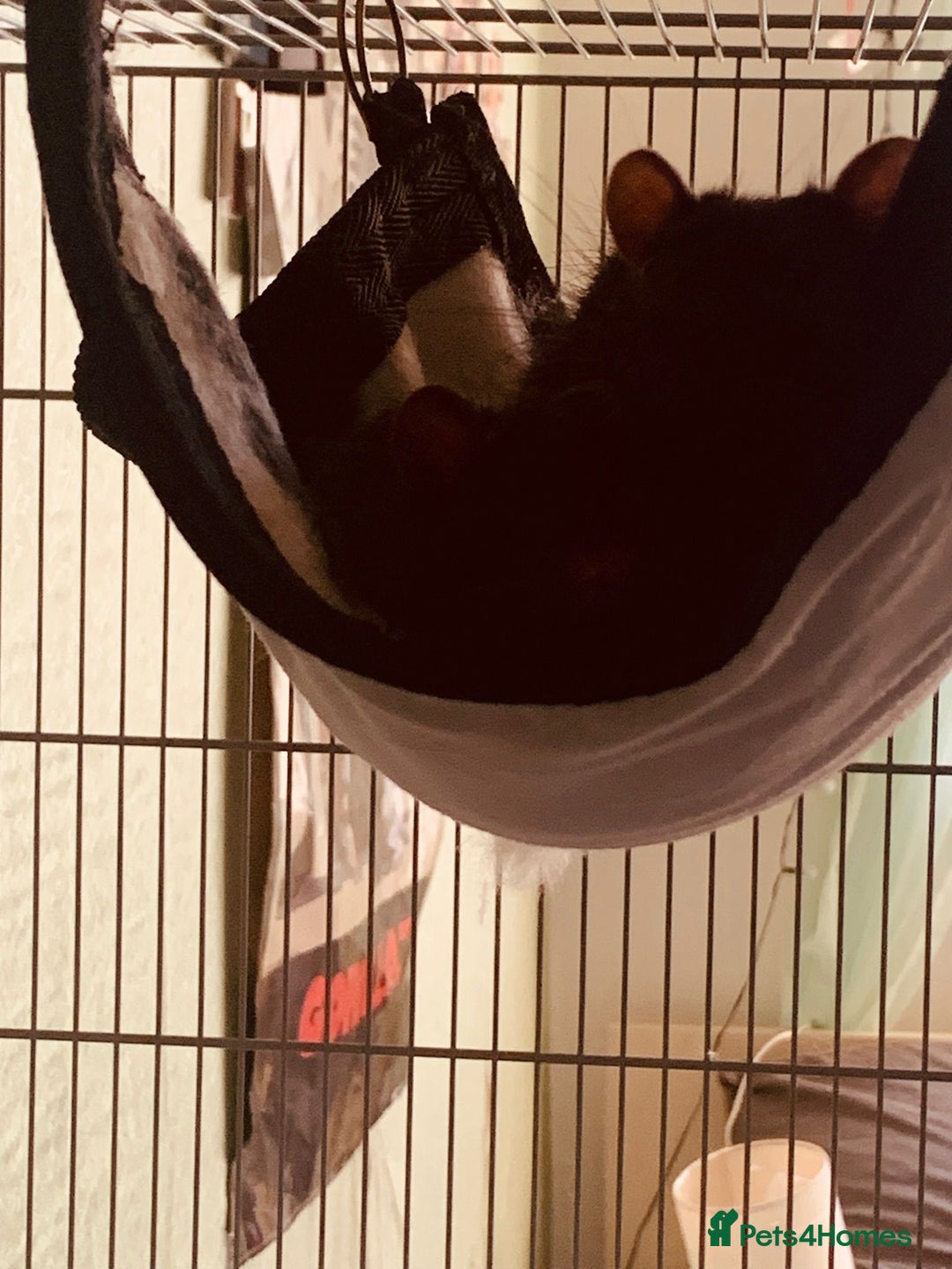 Rat rodents for sale: Two beautiful brothers  - Advert 5