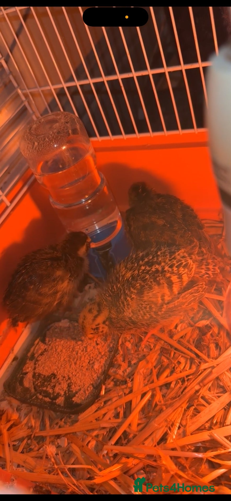 Quail poultry Quails for sale  - Advert 4