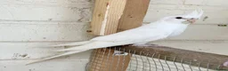 Cockatiels birds for sale: Stunning young pair of cockatiels with DNA - Advert 4