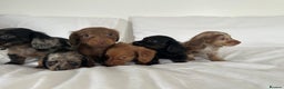 Miniature Dachshund dogs for sale: 🐾Mini long haired dachshunds🐾 - Advert 7