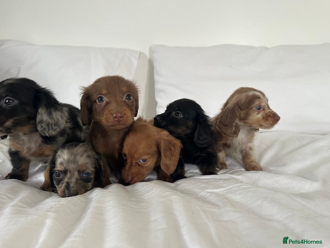 Miniature Dachshund dogs for sale: 🐾Mini long haired dachshunds🐾 - Advert 7